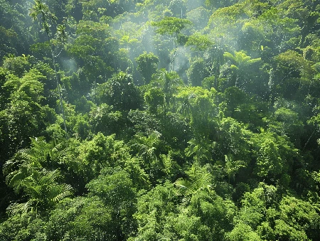 Travel insurance when canopy walking